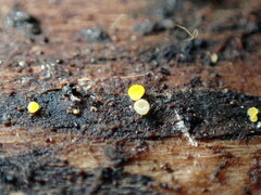 Calycina claroflava