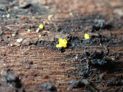 Calycina claroflava