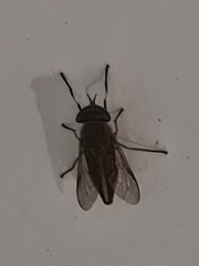 Diptera