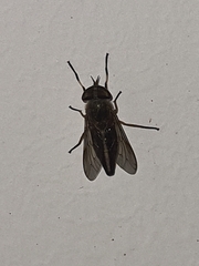 Diptera