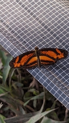 Castilia eranites