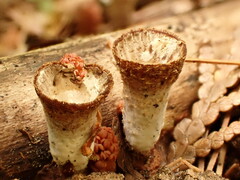 Trichoderma latizonatum