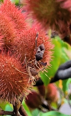 Leptoglossus zonatus