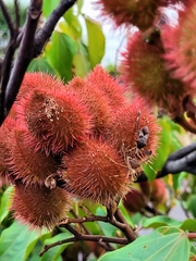 Leptoglossus zonatus