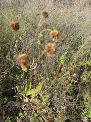 Helianthus annuus