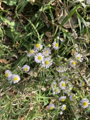 Helianthus annuus