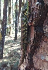 Abronia oaxacae