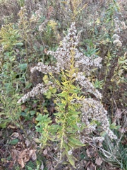 Helianthus annuus