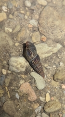 Melanoides tuberculata