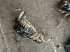 Ammopelmatus