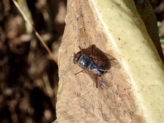 Calliphora dubia