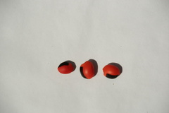Ormosia coccinea