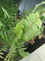 Nephrolepis exaltata