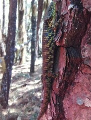 Abronia oaxacae