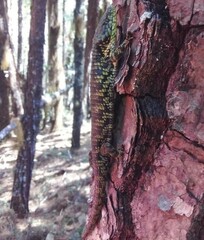 Abronia oaxacae