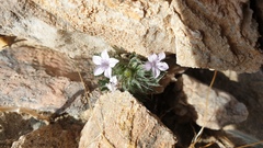 Langloisia setosissima setosissima