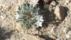 Langloisia setosissima setosissima