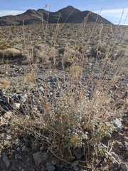 Bahiopsis reticulata