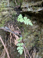 Woodsia obtusa