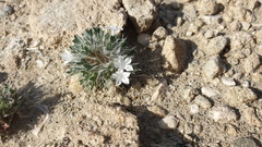 Langloisia setosissima setosissima