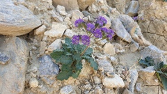 Phacelia crenulata ambigua
