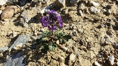 Phacelia crenulata ambigua