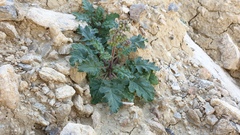 Phacelia crenulata ambigua