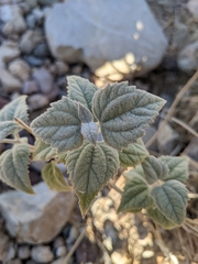 Bahiopsis reticulata