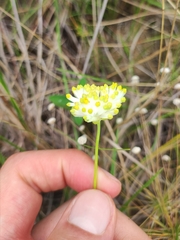 Burmannia
