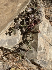 Penstemon richardsonii