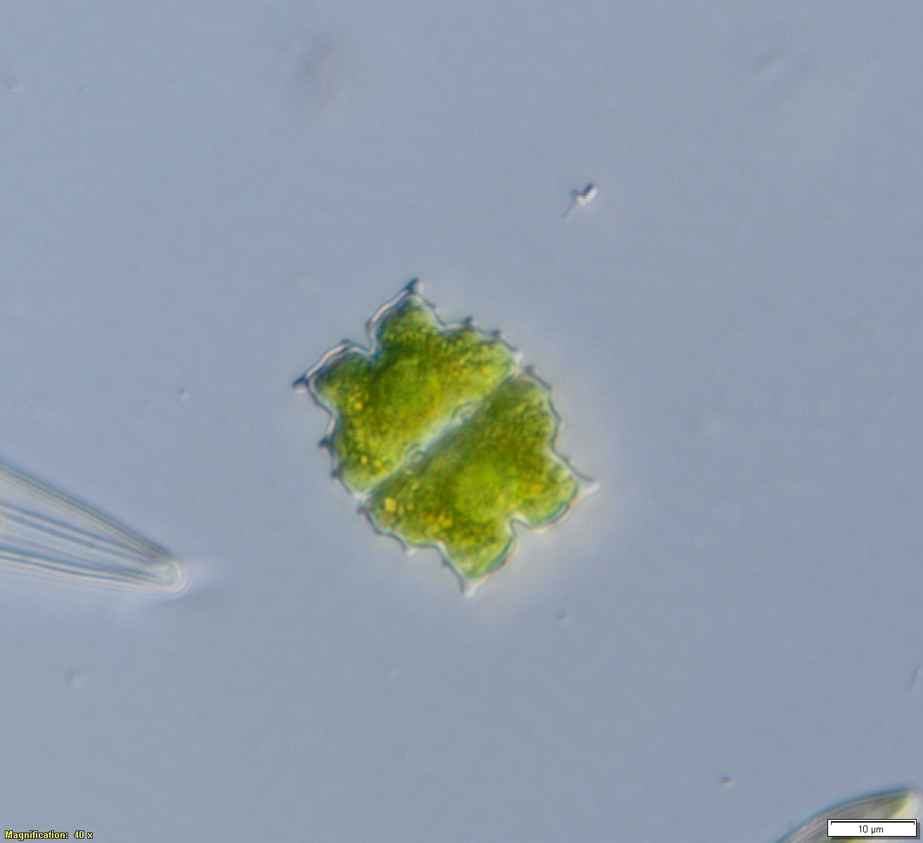 Euastrum denticulatum
