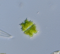 Euastrum denticulatum