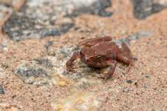 Rhinella ornata