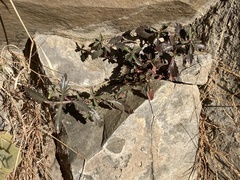 Penstemon richardsonii