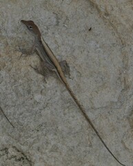 Anolis sagrei