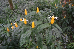 Pachystachys lutea