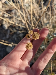 Bahiopsis reticulata