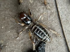 Ammopelmatus