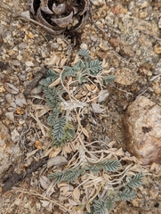 Astragalus purshii