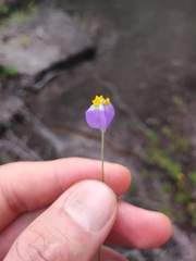 Burmannia