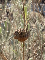 Rhopalomyia pomum