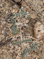 Astragalus purshii