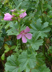 Sidalcea hendersonii