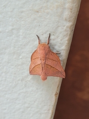 Adeloneivaia