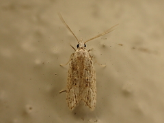 Heterocrossa