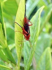 Lissopimpla excelsa