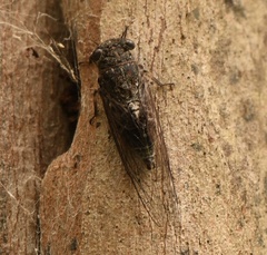 Atrapsalta corticina