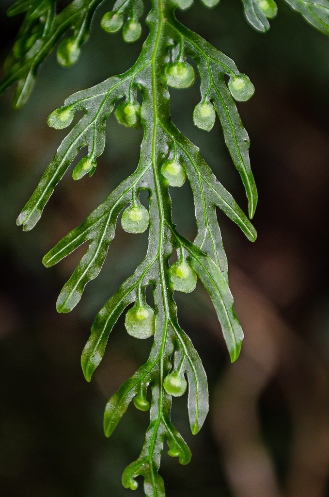 Hymenophyllum
