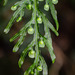Hymenophyllum caudatum - Photo (c) Ele Sq, μερικά δικαιώματα διατηρούνται (CC BY-NC), uploaded by Ele Sq