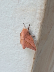 Adeloneivaia
